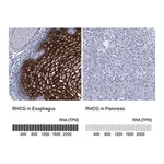 Merck Anti-RHCG antibody produced in rabbit