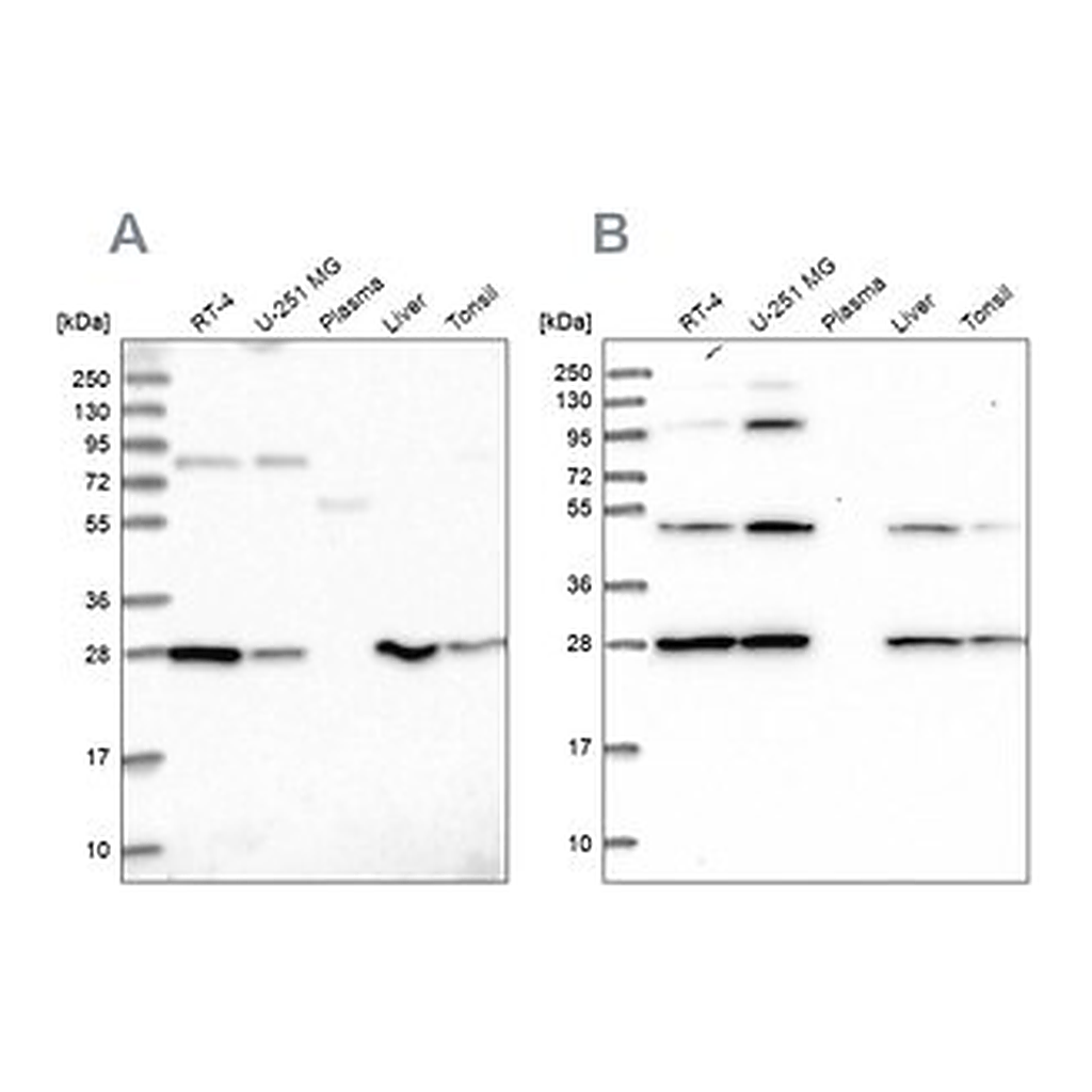 Merck Anti-PGLS antibody produced in rabbit