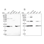 Merck Anti-PGLS antibody produced in rabbit