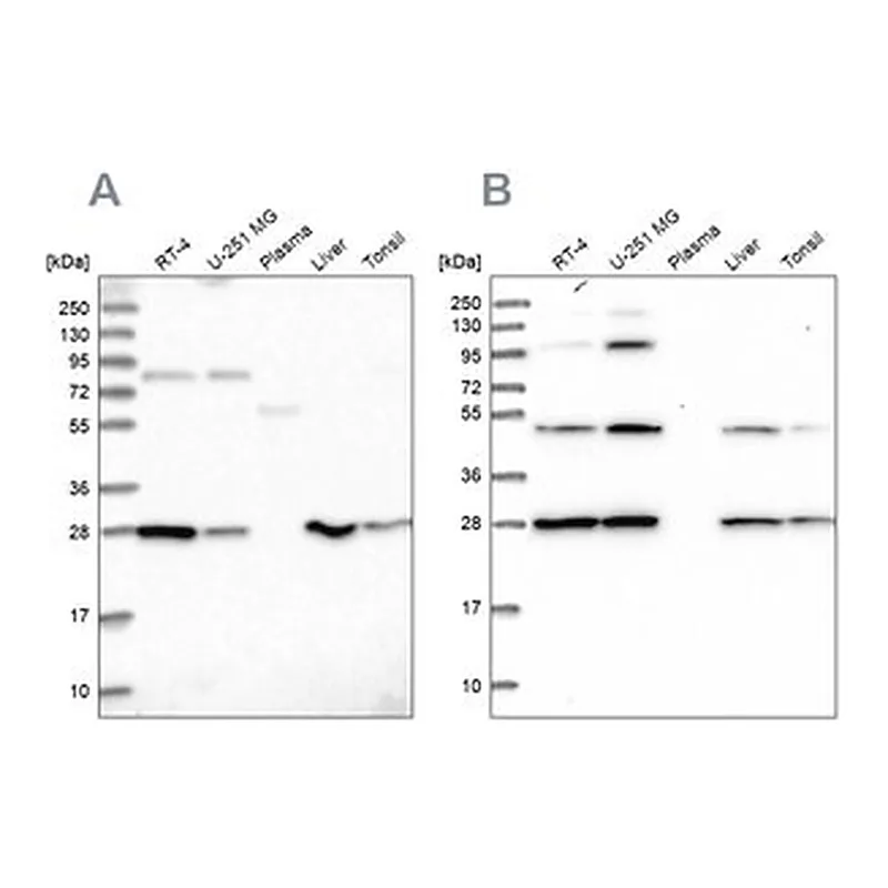 Merck Anti-PGLS antibody produced in rabbit