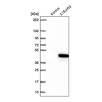 Merck Anti-CCDC189 antibody produced in rabbit