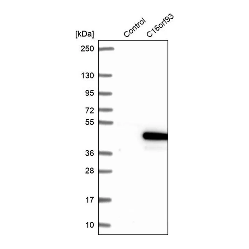 Merck Anti-CCDC189 antibody produced in rabbit