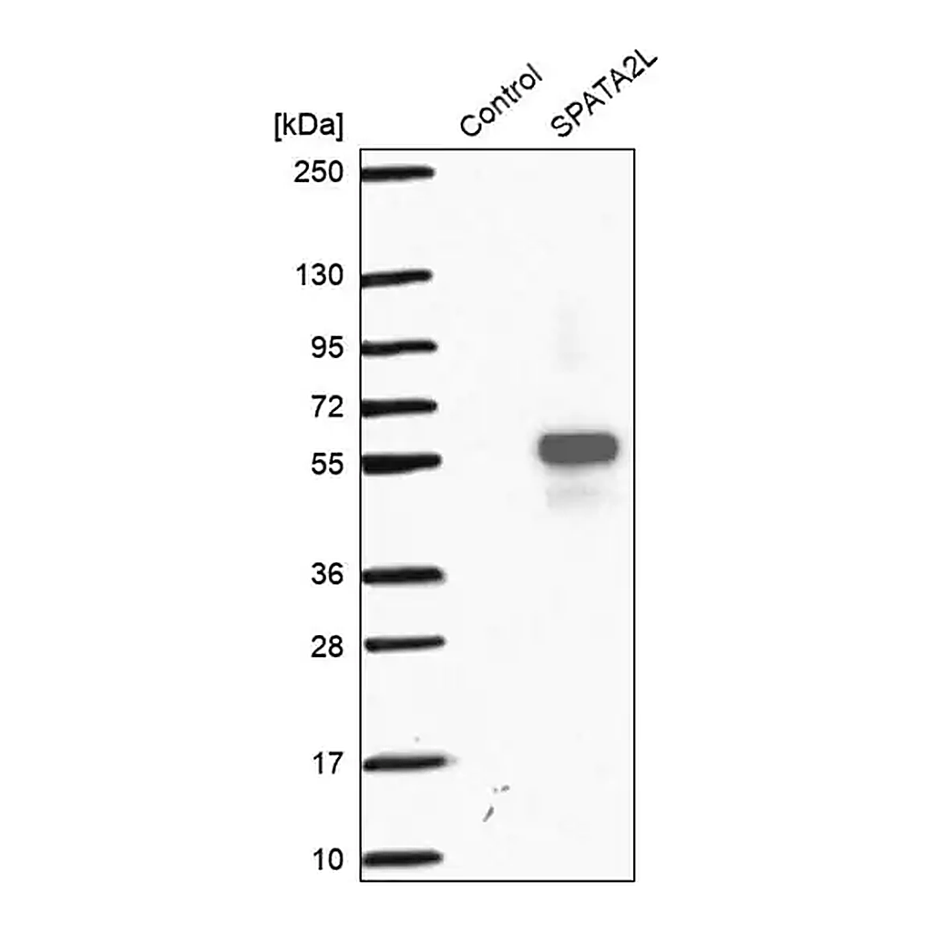 Merck Anti-SPATA2L antibody produced in rabbit