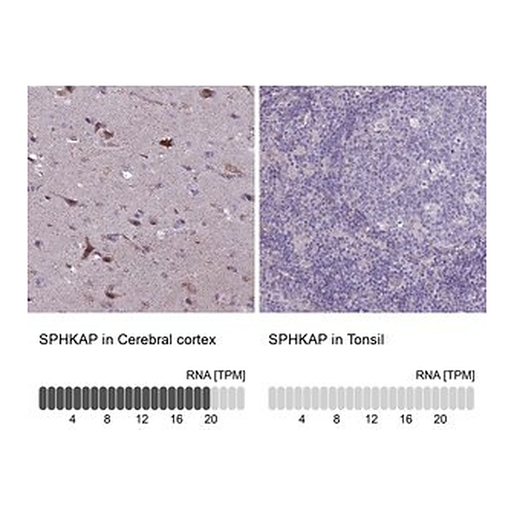 Merck Anti-SPHKAP antibody produced in rabbit