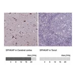 Merck Anti-SPHKAP antibody produced in rabbit