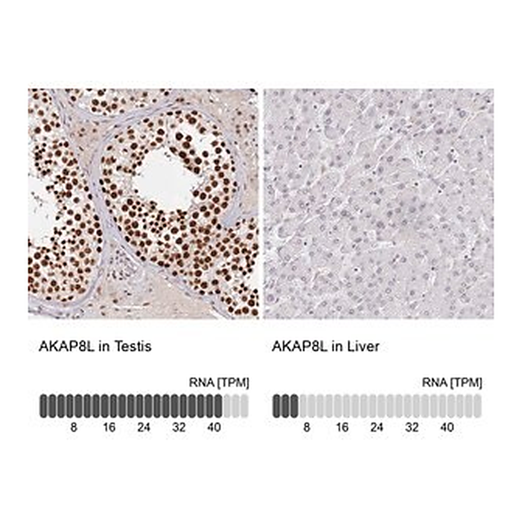 Merck Anti-AKAP8L antibody produced in rabbit