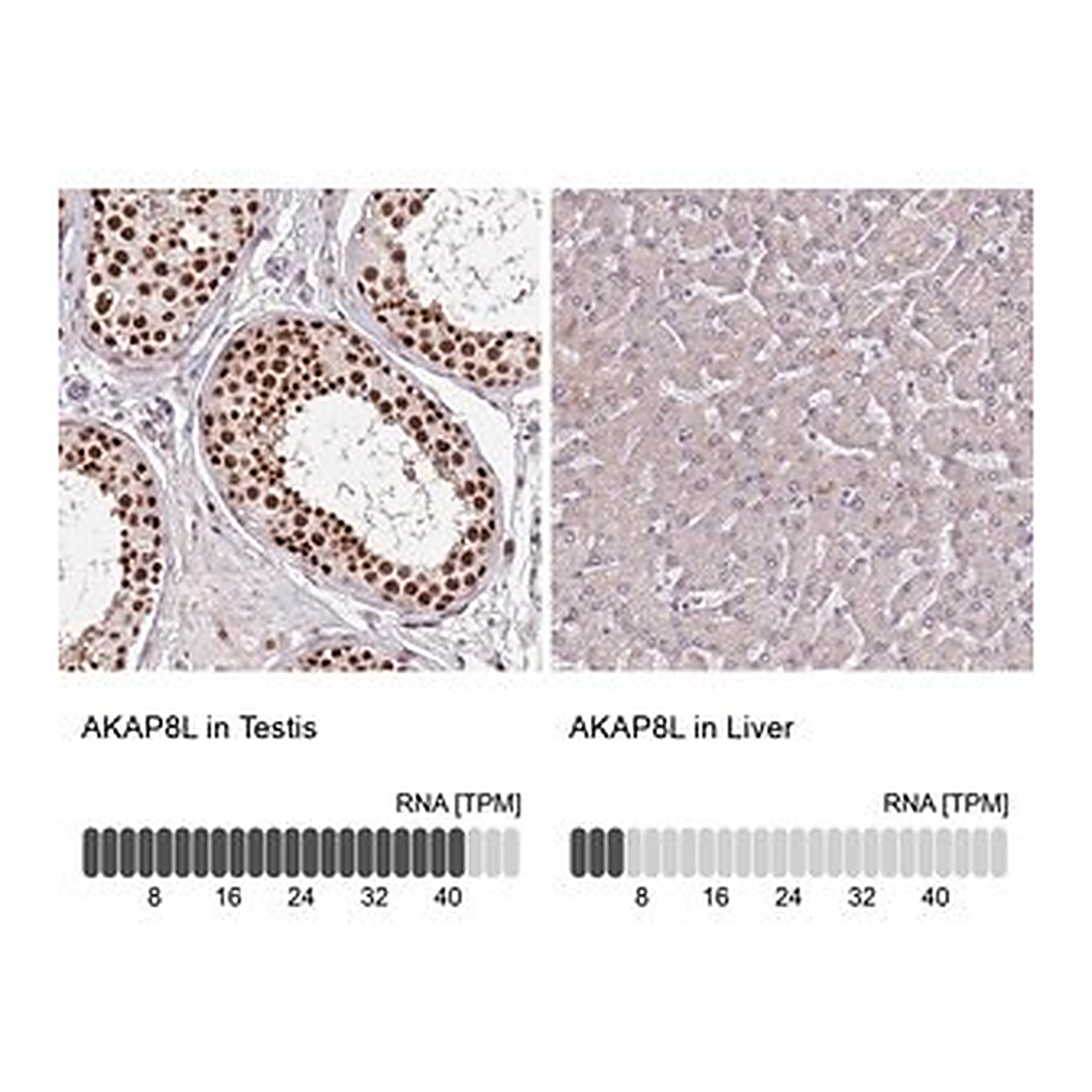 Merck Anti-AKAP8L antibody produced in rabbit