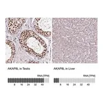 Merck Anti-AKAP8L antibody produced in rabbit