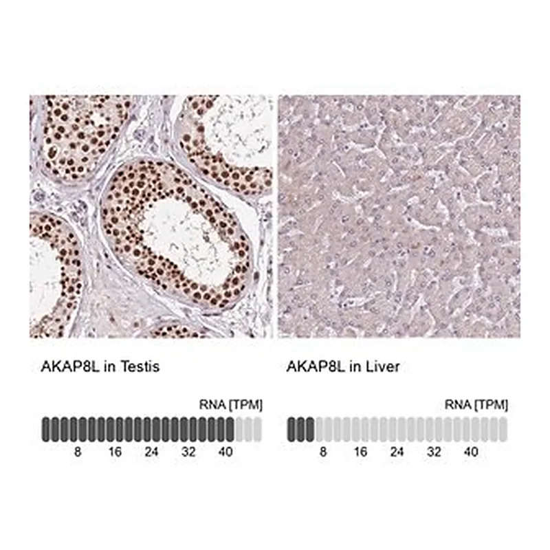 Merck Anti-AKAP8L antibody produced in rabbit