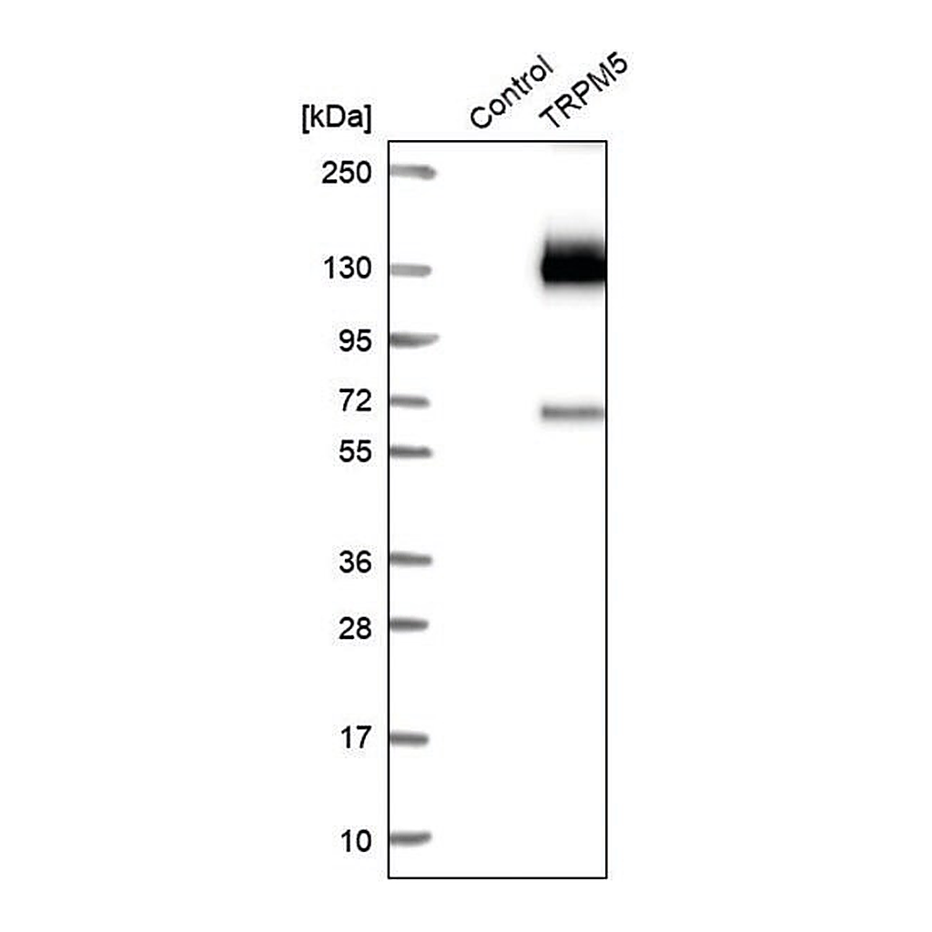 Merck Anti-TRPM5 antibody produced in rabbit