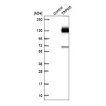 Merck Anti-TRPM5 antibody produced in rabbit