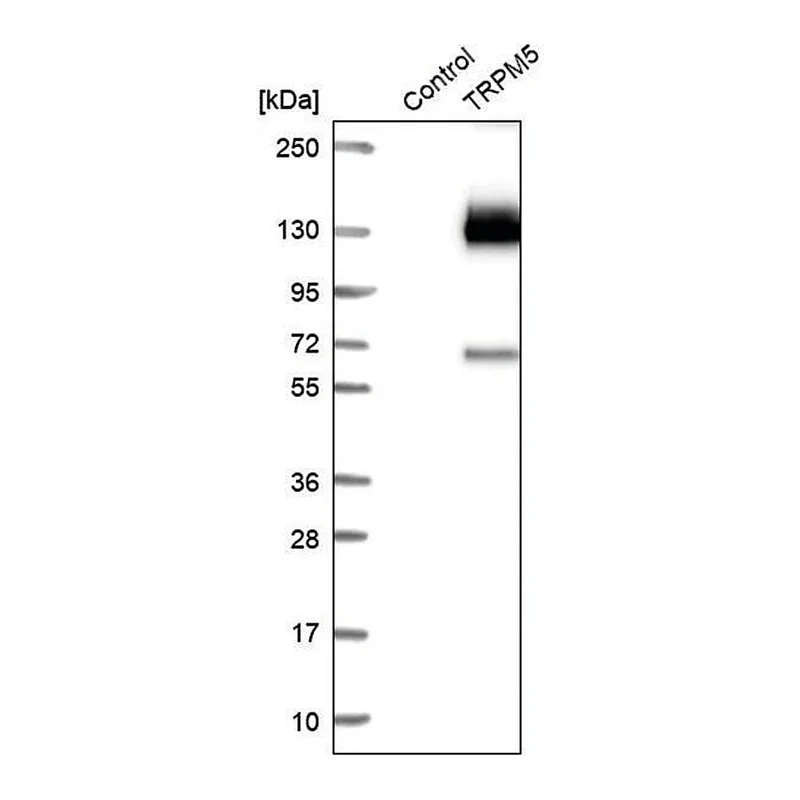 Merck Anti-TRPM5 antibody produced in rabbit