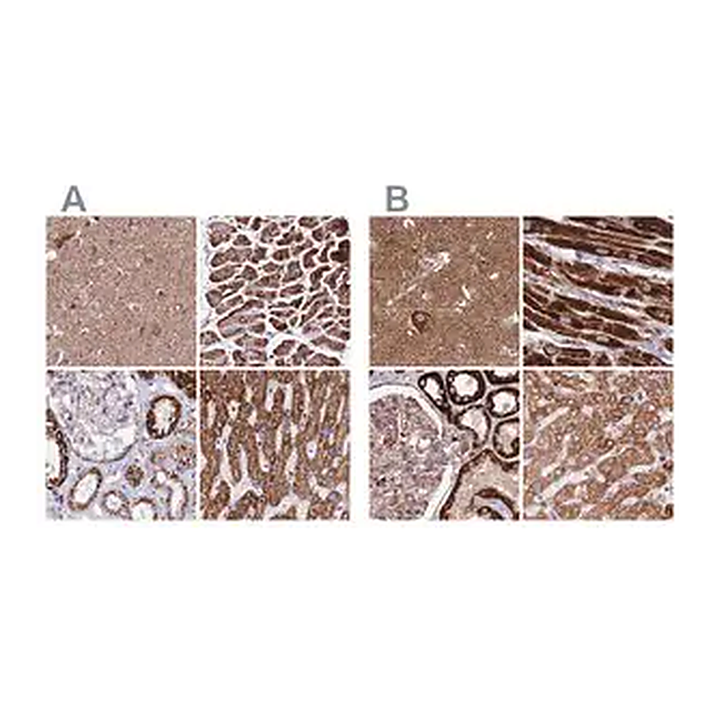 Merck Anti-ATP5H antibody produced in rabbit