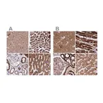 Merck Anti-ATP5H antibody produced in rabbit