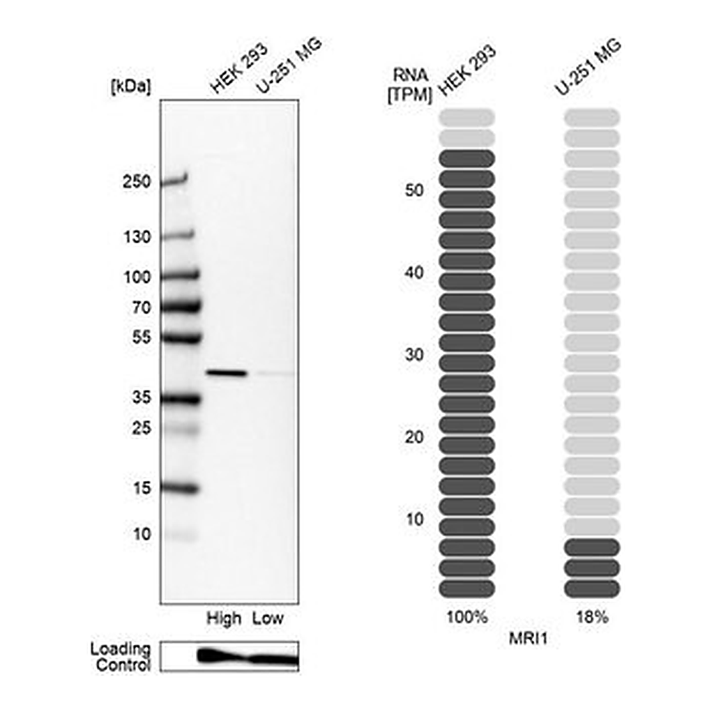 Merck Anti-MRI1 antibody produced in rabbit