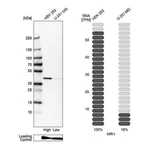 Merck Anti-MRI1 antibody produced in rabbit