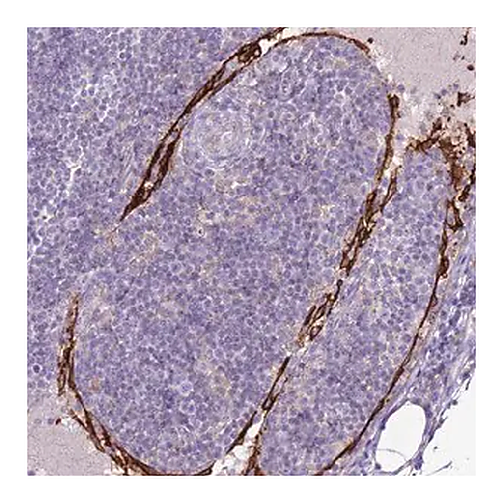 Merck Anti-CLEC4M antibody produced in rabbit
