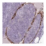 Merck Anti-CLEC4M antibody produced in rabbit