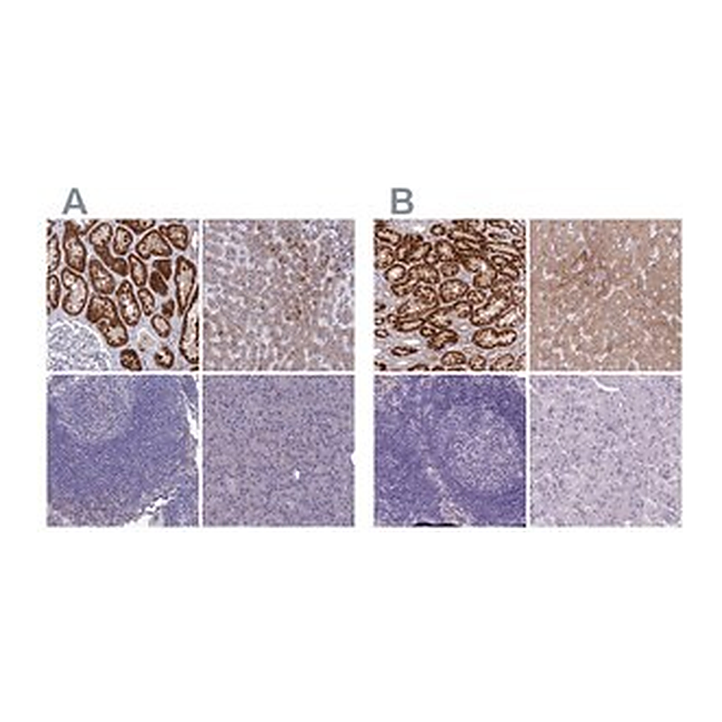 Merck Anti-AK4 antibody produced in rabbit