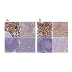 Merck Anti-AK4 antibody produced in rabbit