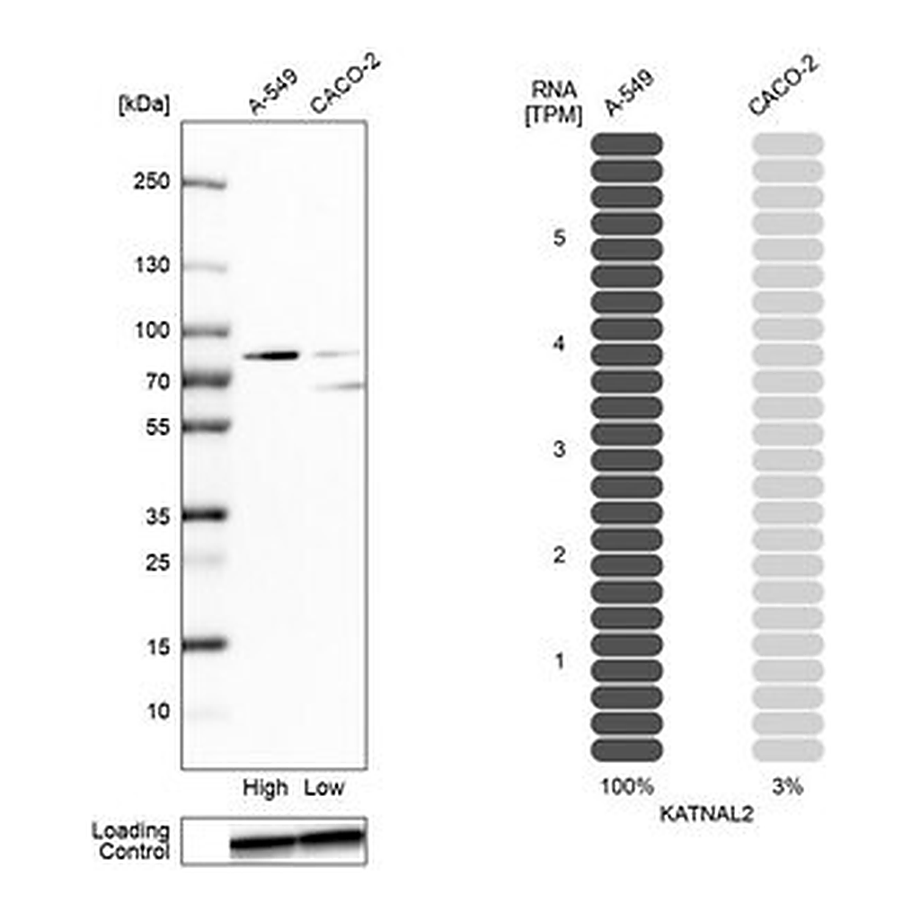 Merck Anti-KATNAL2 antibody produced in rabbit