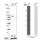 Merck Anti-KATNAL2 antibody produced in rabbit