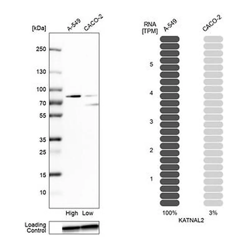 Merck Anti-KATNAL2 antibody produced in rabbit