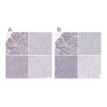 Merck Anti-CHMP5 antibody produced in rabbit