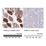 Merck Anti-MYBPC2 antibody produced in rabbit