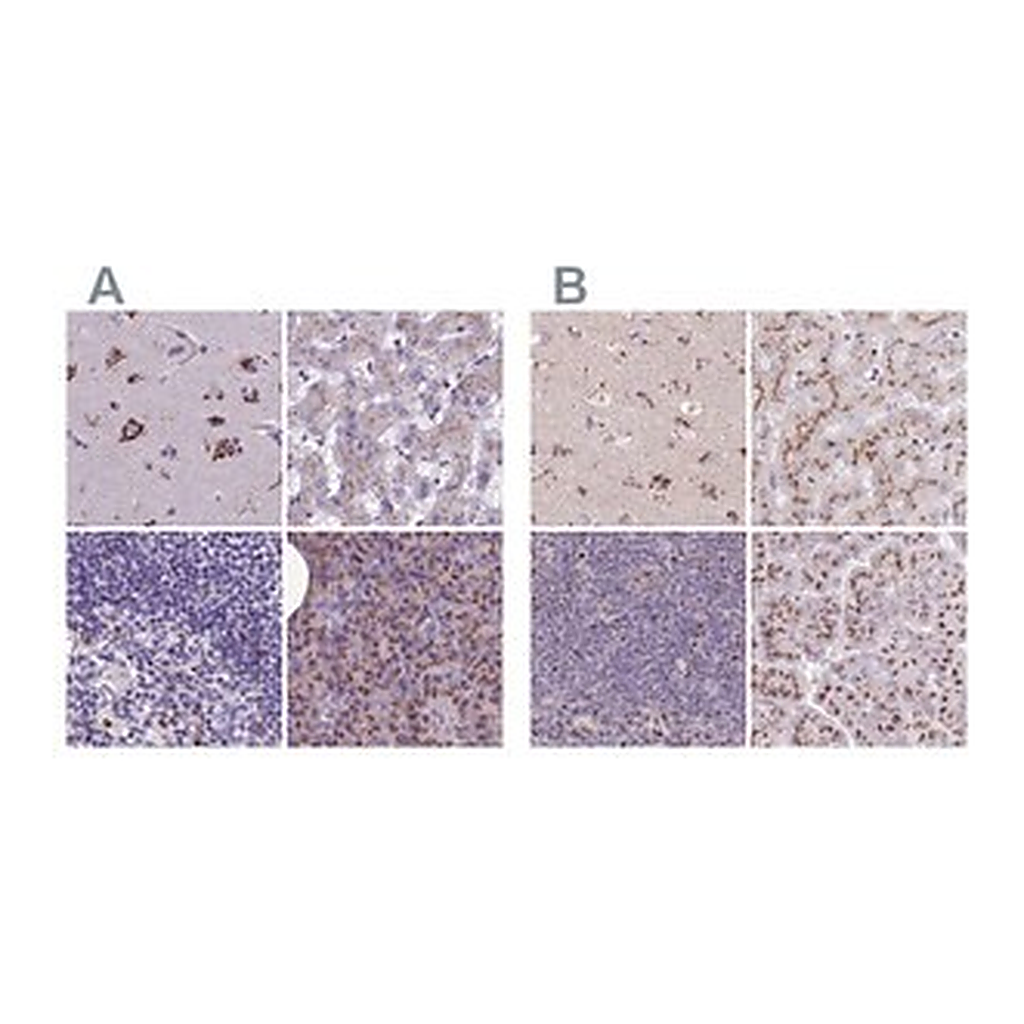 Merck Anti-CASC4 antibody produced in rabbit