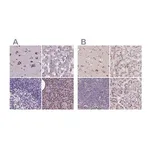 Merck Anti-CASC4 antibody produced in rabbit
