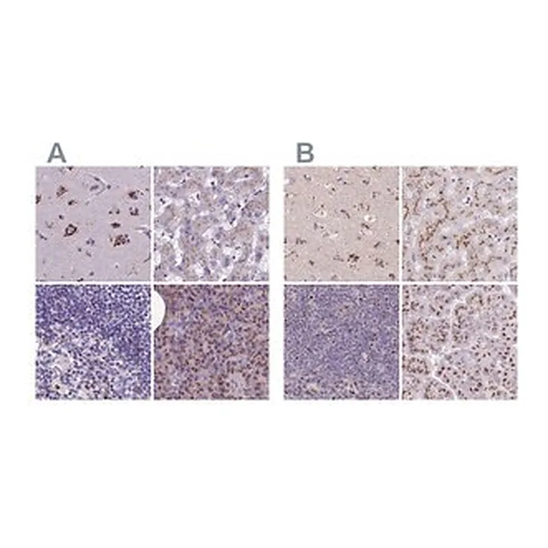 Merck Anti-CASC4 antibody produced in rabbit
