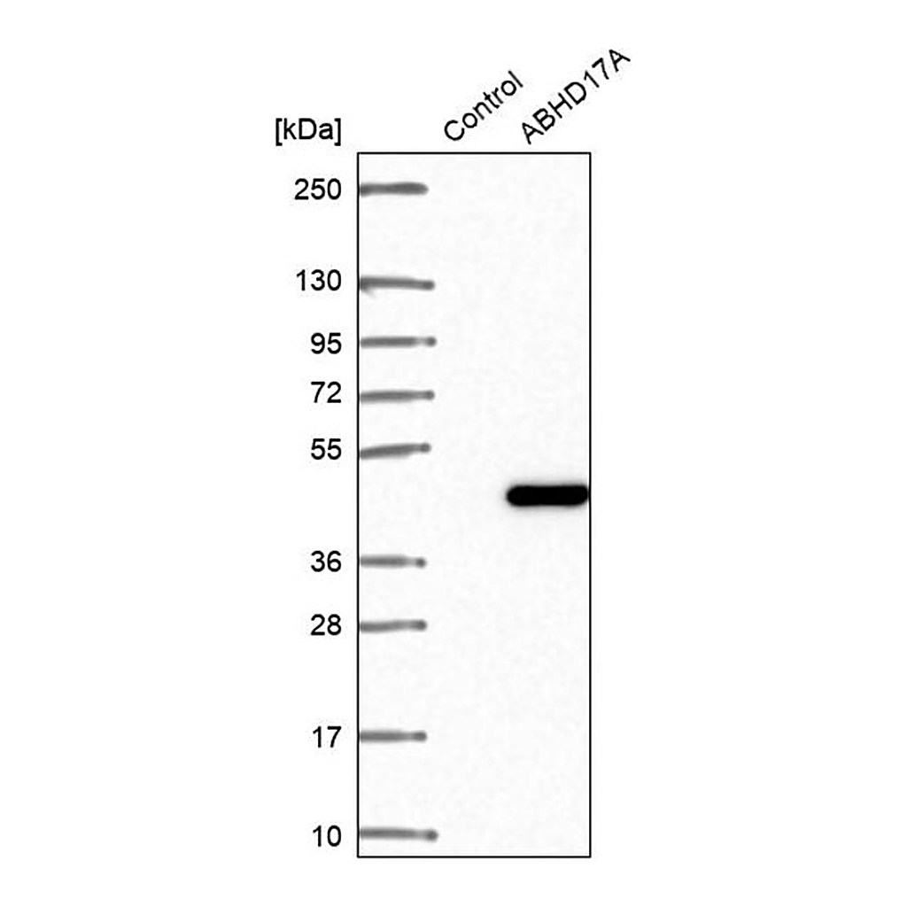 Merck Anti-ABHD17A antibody produced in rabbit