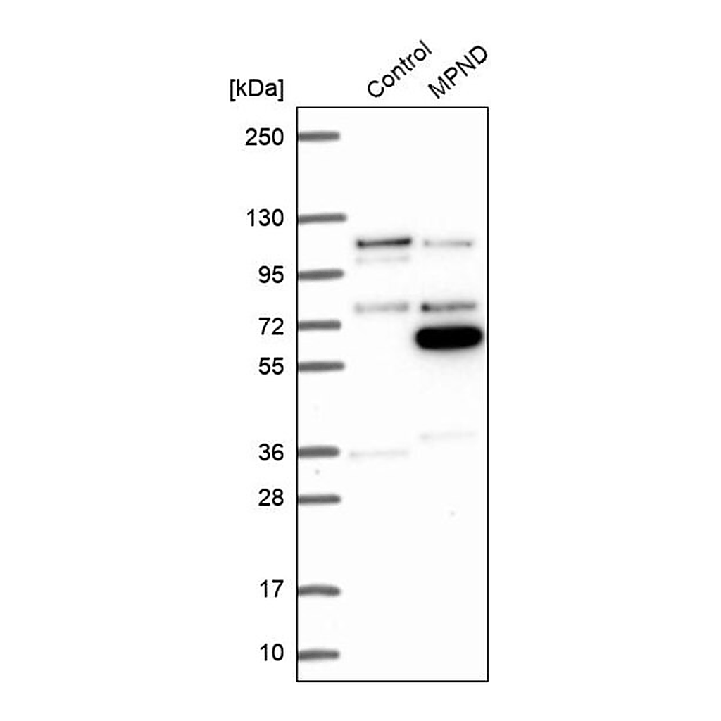 Merck Anti-MPND antibody produced in rabbit