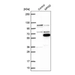 Merck Anti-MPND antibody produced in rabbit
