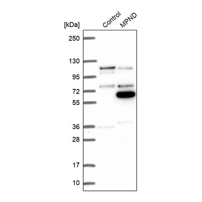 Merck Anti-MPND antibody produced in rabbit