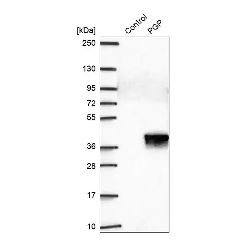 Merck Anti-PGP antibody produced in rabbit