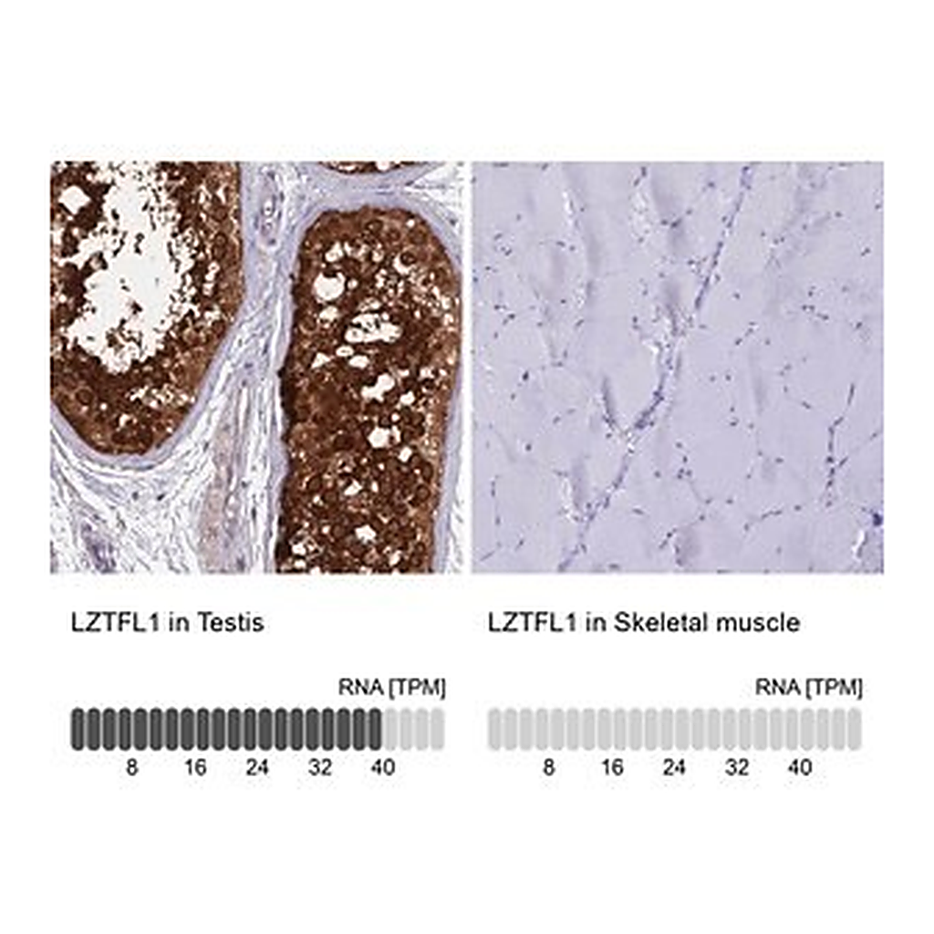 Merck Anti-LZTFL1 antibody produced in rabbit