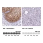 Merck Anti-RHCG antibody produced in rabbit