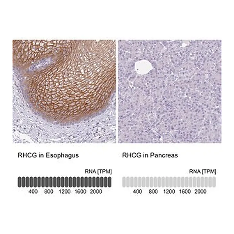 Merck Anti-RHCG antibody produced in rabbit