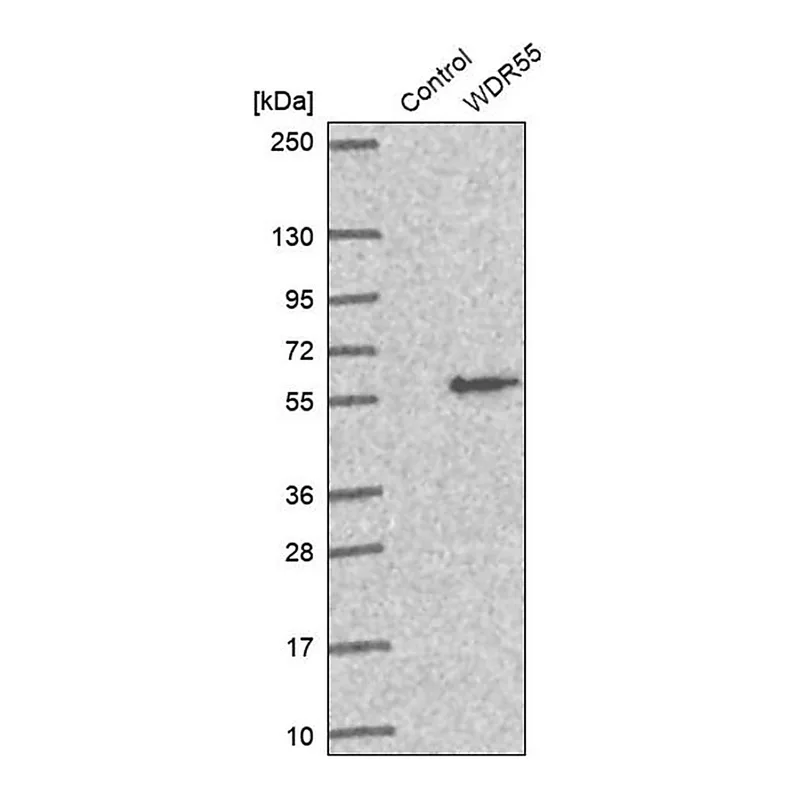 Merck Anti-WDR55 antibody produced in rabbit