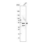 Merck Anti-GALK2 antibody produced in rabbit