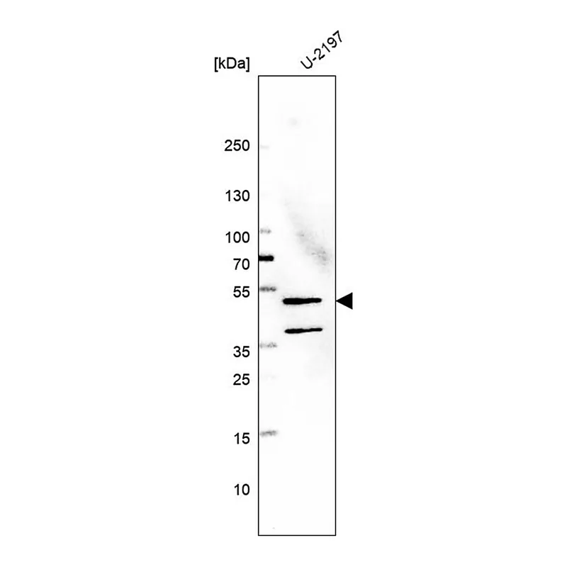 Merck Anti-GALK2 antibody produced in rabbit