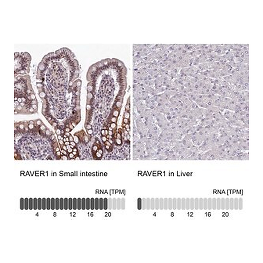 Merck Anti-RAVER1 antibody produced in rabbit