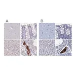 Merck Anti-CYP51A1 antibody produced in rabbit