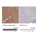 Merck Anti-PPFIA3 antibody produced in rabbit