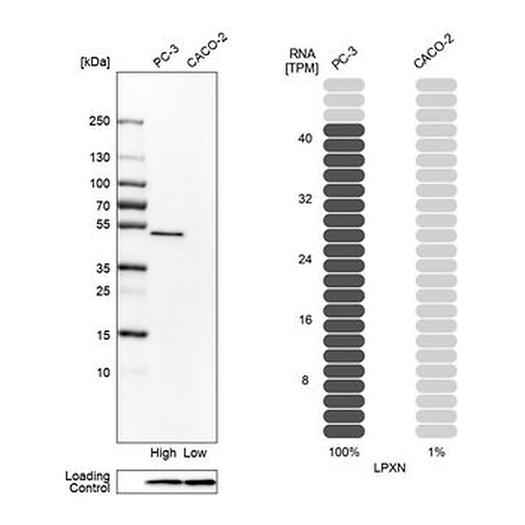 Merck Anti-LPXN antibody produced in rabbit