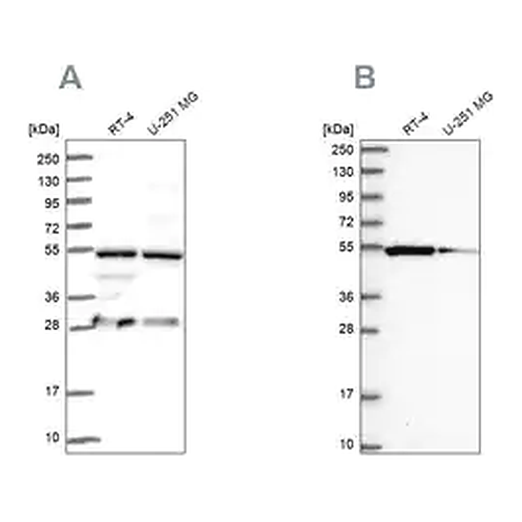 Merck Anti-PACSIN3 antibody produced in rabbit