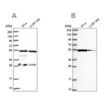 Merck Anti-PACSIN3 antibody produced in rabbit