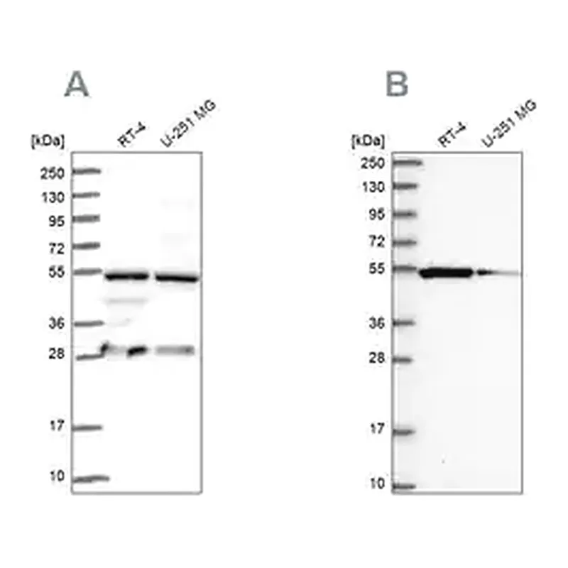 Merck Anti-PACSIN3 antibody produced in rabbit